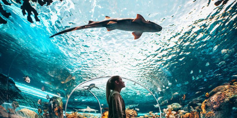 girl standing in ripples aquarium and fish is swimming above hey head 